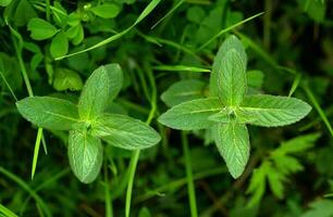 vild mynta mentha arvensis stänga upp foto