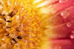 rosa daisy gerbera blomma stänga upp foto