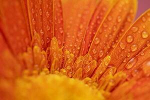 orange Färg daisy gerbera blomma stänga upp foto