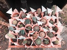 många olika små kaktusar i vackra rosa omslag i en trälåda foto