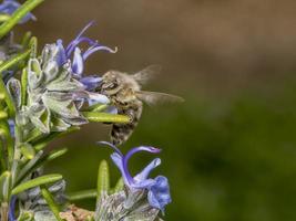 honungsbin på våren flyger till en rosmarinblomning