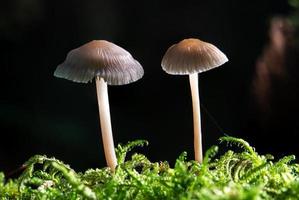 makro skott av två ljusa svampar som helmling mycena växer i mossan foto