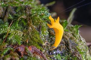 gul klibbig hornling calocera viscosa svamp i mossan foto