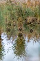 liten ö av vassgräs i en sjö med starka reflektioner foto