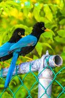 yucatan jay fågel fåglar i träd tropisk djungel natur Mexiko. foto