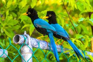 yucatan jay fågel fåglar i träd tropisk djungel natur Mexiko. foto