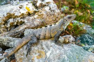 leguan på sten tropisk djungel playa del carmen Mexiko. foto