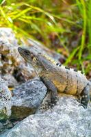 leguan på sten tropisk djungel playa del carmen Mexiko. foto