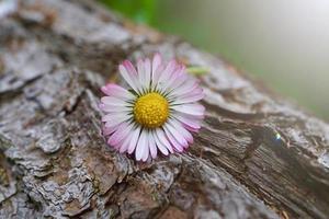 vacker vit tusensköna blomma i trädgården på våren foto