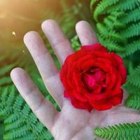 hand med en vacker röd rosblomma för alla hjärtans dag foto
