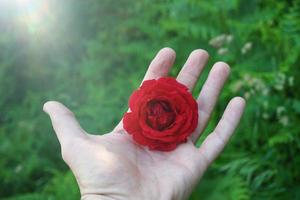 hand med en vacker röd rosblomma för alla hjärtans dag foto