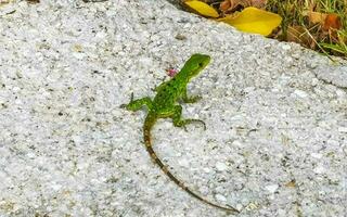 karibiska grön ödla på sten jord playa del carmen Mexiko. foto