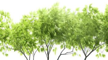 grön träd löv och grenar isolerat på vit bakgrund, generera ai foto