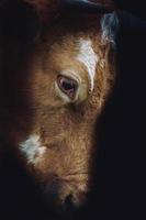 vacker brun ko porträtt på ängen
