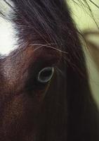 vacker brun hästporträtt på ängen foto