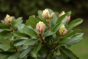 rhododendron eller rosebay löv och knoppar redo till öppen i vår trädgård, närbild. ericaceae vintergröna buske, toxisk löv. azalea, dekorativ buskar, generera ai foto