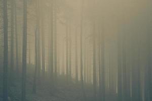 lövlösa träd under dimmigt väder foto