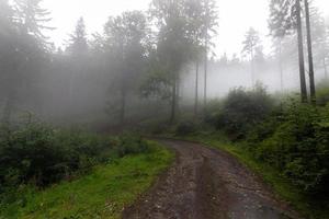 landskapsfotografering av gröna skogsstig foto