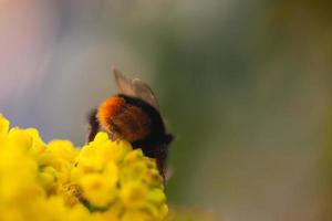 närbild av ett bi på gul blomma med suddig bakgrund foto