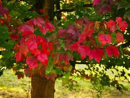vackra ljusröda blad på ett lönnträd på hösten