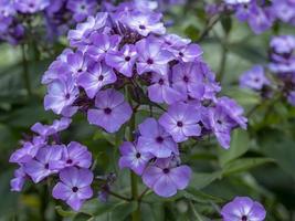 phlox paniculata blå flamma blommar i en trädgård foto