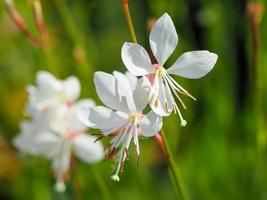 vackra blommor av gaura lindheimeri gnistrar vitt foto
