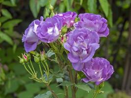 rhapsody i blå ros blommar i en trädgård