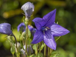 ballongblomma platycodon grandiflora blomma och knoppar foto