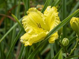 gul hemerocallis daylily blomma sort missouri skönhet foto