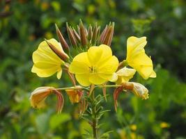 gula blommor och knoppar av nattljus foto