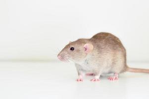 råtta sällskapsdjur mus