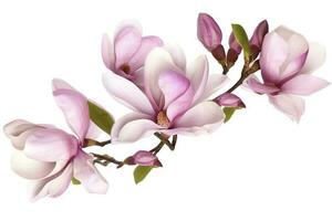 rosa magnolia på transparent bakgrund , generera ai foto