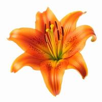 orange lilly blomma isolerat. illustration ai generativ foto