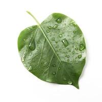 grönskande grön blad med vatten droppar isolerat på vit bakgrund, generera ai foto