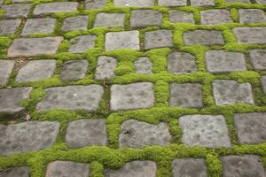 kullerstensbelagd trottoar, grön mossa mellan tegel bakgrund. gammal sten trottoar textur. kullersten närbild med grön gräs i de sömmar. sten asfalterad gångväg i gammal stad foto