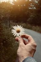 hand som håller en vacker blomma under vårsäsongen foto