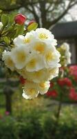 kinesisk suzhou trädgård, gul röd vit begonia blomma, kronblad hög definition, detalj, full av blommor, skön, bakgrund klart synlig vit staket och fönster, generera ai foto