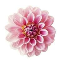 rosa blomma dahlia på en vit bakgrund isolerat med klippning väg. närbild. för design. dahlia, generera ai foto