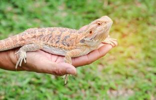 skäggig drake på en persons hand foto