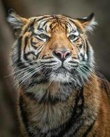 porträtt av sumatran tiger foto