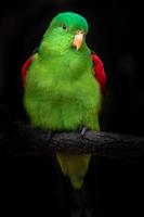 röd bevingad papegoja foto