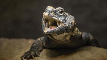 porträtt av uromastyx acanthinura foto