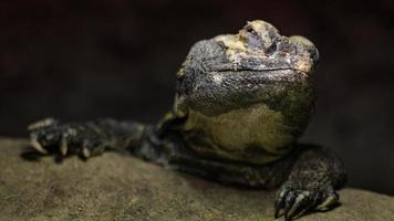 porträtt av uromastyx acanthinura foto