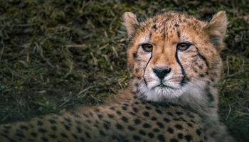 porträtt av gepard foto