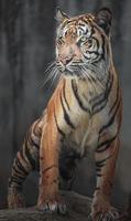 porträtt av sumatran tiger foto