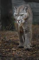 puma i zoo foto