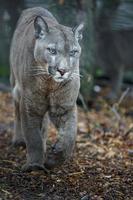 puma i zoo foto