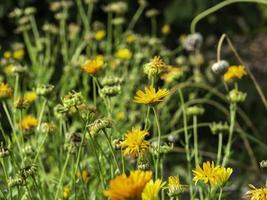 kruka ringblommor calendula officinalis växer på en äng i höstcloseupen med selektiv fokus foto