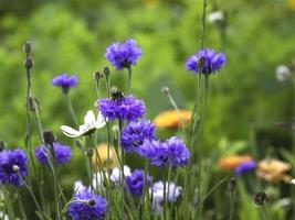 lila blåklint eller ungkarsknappar centaurea cyanus växer i en trädgård med selektiv inriktning foto