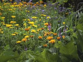 rosmarsk sårskott stachys palustris och kruka ringblommor i Helsingfors finland foto